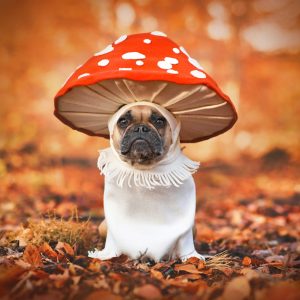 French,Bulldog,Dog,In,Unique,Fly,Agaric,Mushroom,Costume,Standing